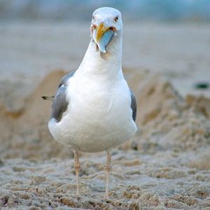 Meet your Posher, Rose